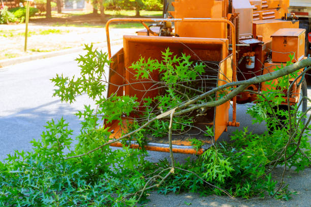 Seasonal Cleanup (Spring/Fall) in Columbus Junction, IA